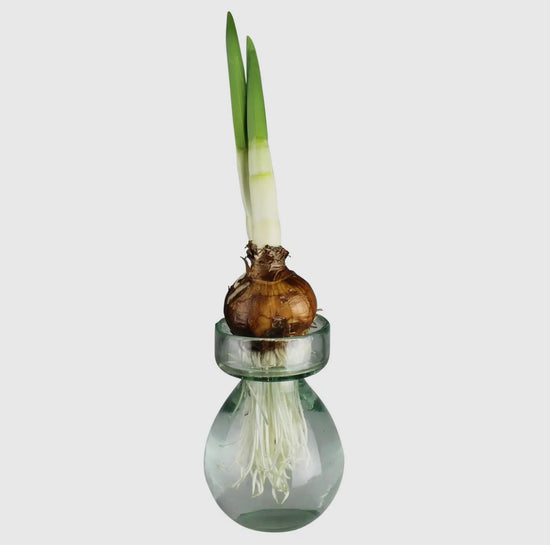 Bulb vase with paperwhite bulb