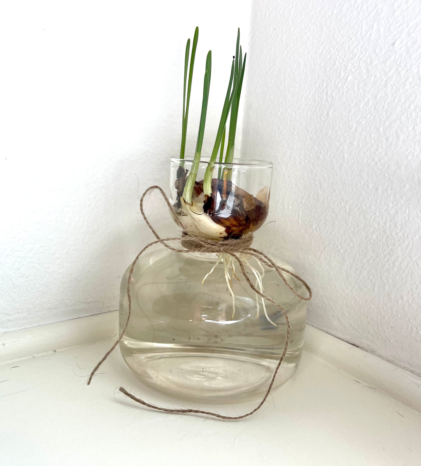 Bulb vase with paperwhite bulb